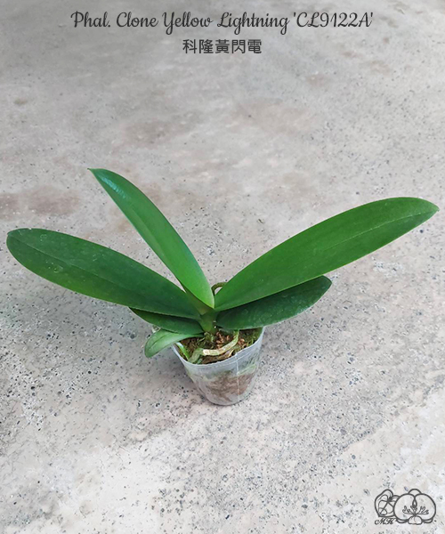 寒蘭-028　111-5H3　素光×力王　苗　交配種 寒蘭-028 111-5H3 素光×力王 苗 交配種 寒蘭-028 111-5H3